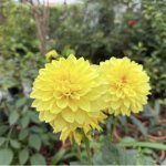 IMG_1627.jpeg
