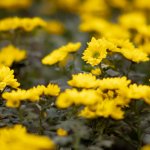 IMG_1877b.JPG
