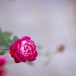 IMG_1896.JPG