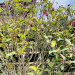 IMG_5346.jpeg