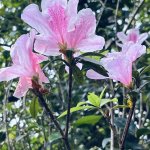 IMG_5349.jpeg
