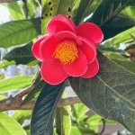 IMG_5353.jpeg