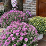 IMG_5355.jpeg