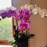 IMG_5357.jpeg