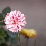 IMG_1997.JPG