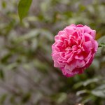 IMG_1732.JPG