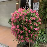 IMG_3148.jpeg