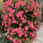 IMG_3154.jpeg