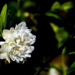 IMG_1234.JPG