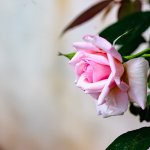IMG_1277.JPG