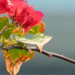 IMG_1312Crop01.JPG