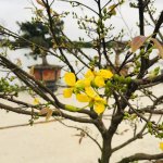 IMG_5370.jpeg