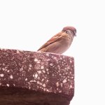IMG_1346.JPG