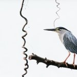 IMG_1393B.JPG