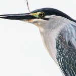 IMG_1393BCrop.JPG