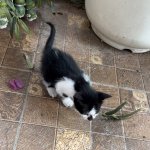 IMG_0736.jpeg