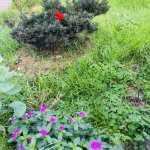 IMG_5414.jpeg