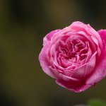 IMG_1505.JPG