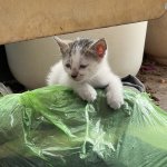 IMG_0739.jpeg