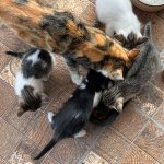 IMG_0740.jpeg
