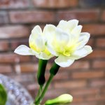 A7EE0323-16C7-4EF0-8B01-F3DFFB67D01E.jpeg