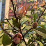 IMG_9072.jpeg