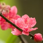 IMG_2026.JPG