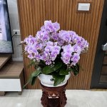 IMG_7666.jpeg