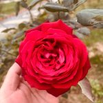 IMG_5478.jpeg