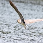 IMG_2126.JPG
