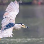 IMG_0512Crop.JPG
