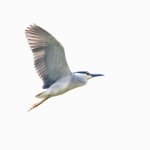 IMG_2354.JPG