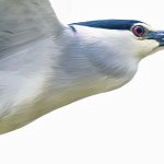 IMG_2354Crop.JPG