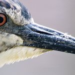 IMG_2335Crop.JPG