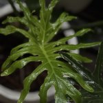IMG_5474.jpeg