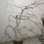 IMG_1426.jpeg