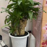 IMG_8253.jpeg