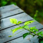 DSCF2718.JPG