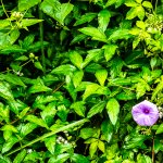 DSCF2727.JPG