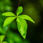 DSCF2729.JPG