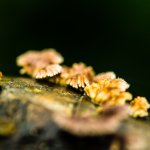 DSCF2741.JPG