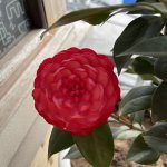 IMG_7182.jpeg