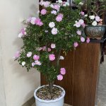 IMG_6997.jpeg
