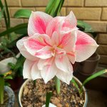 IMG_3979.jpeg