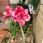 IMG_3980.jpeg