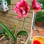 IMG_3981.jpeg
