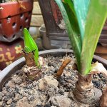 IMG_3982.jpeg
