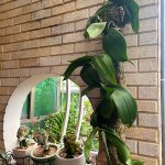 IMG_3975.jpeg