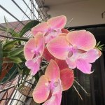 IMG_3973.jpeg