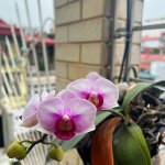 IMG_3974.jpeg